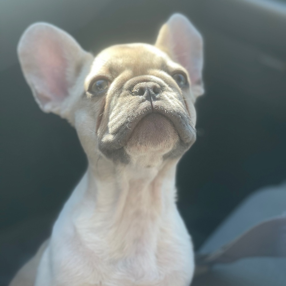 Meet your Posher, Jasmine